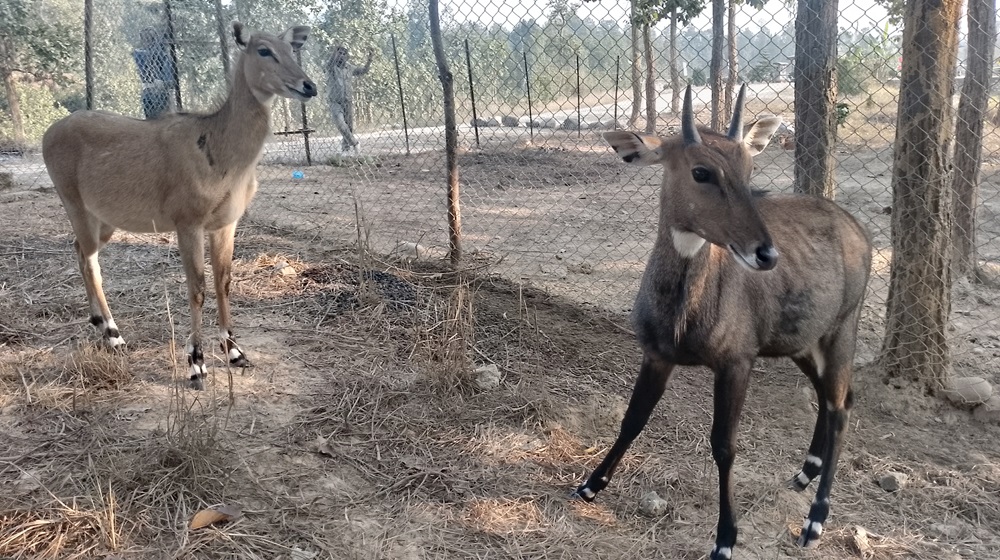 कटारीमा वन्यजन्तु पुनःस्थापना केन्द्र सञ्चालन