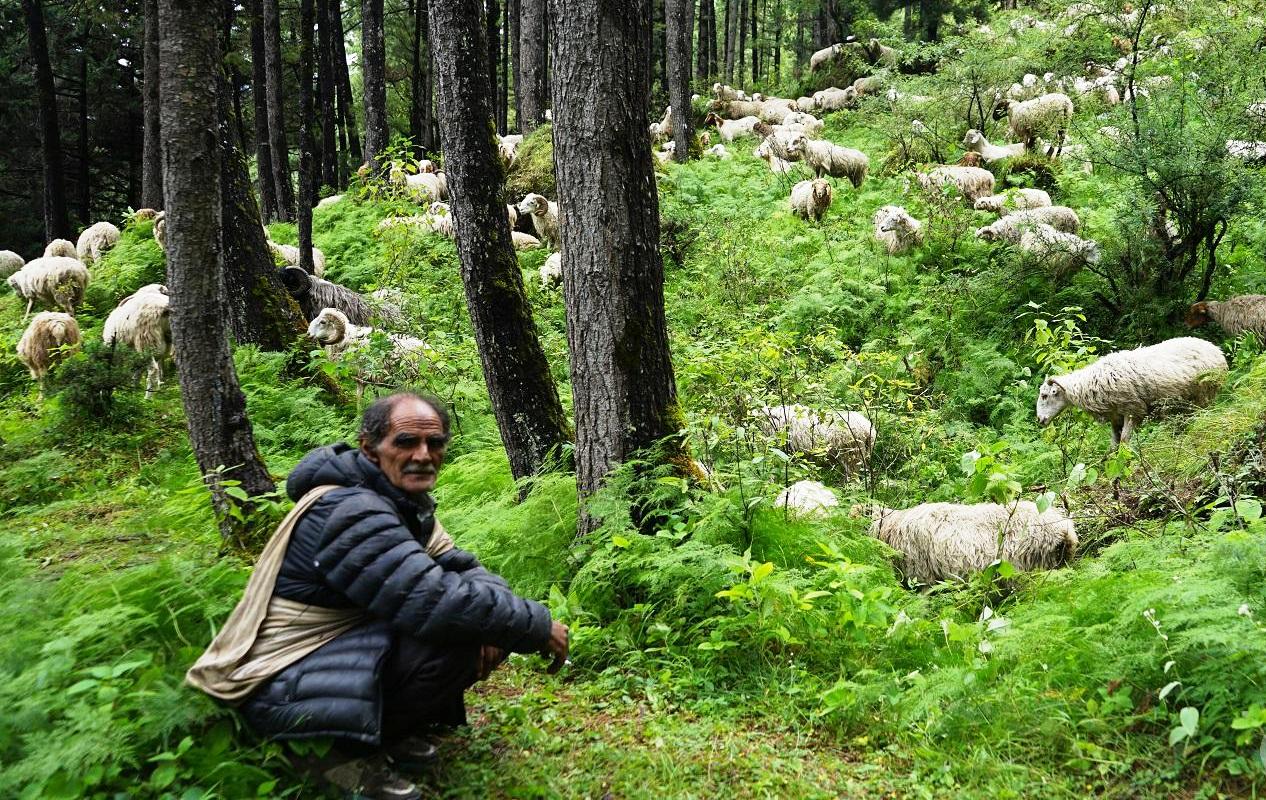 विदेशिए गोठाला, हराए गोठ