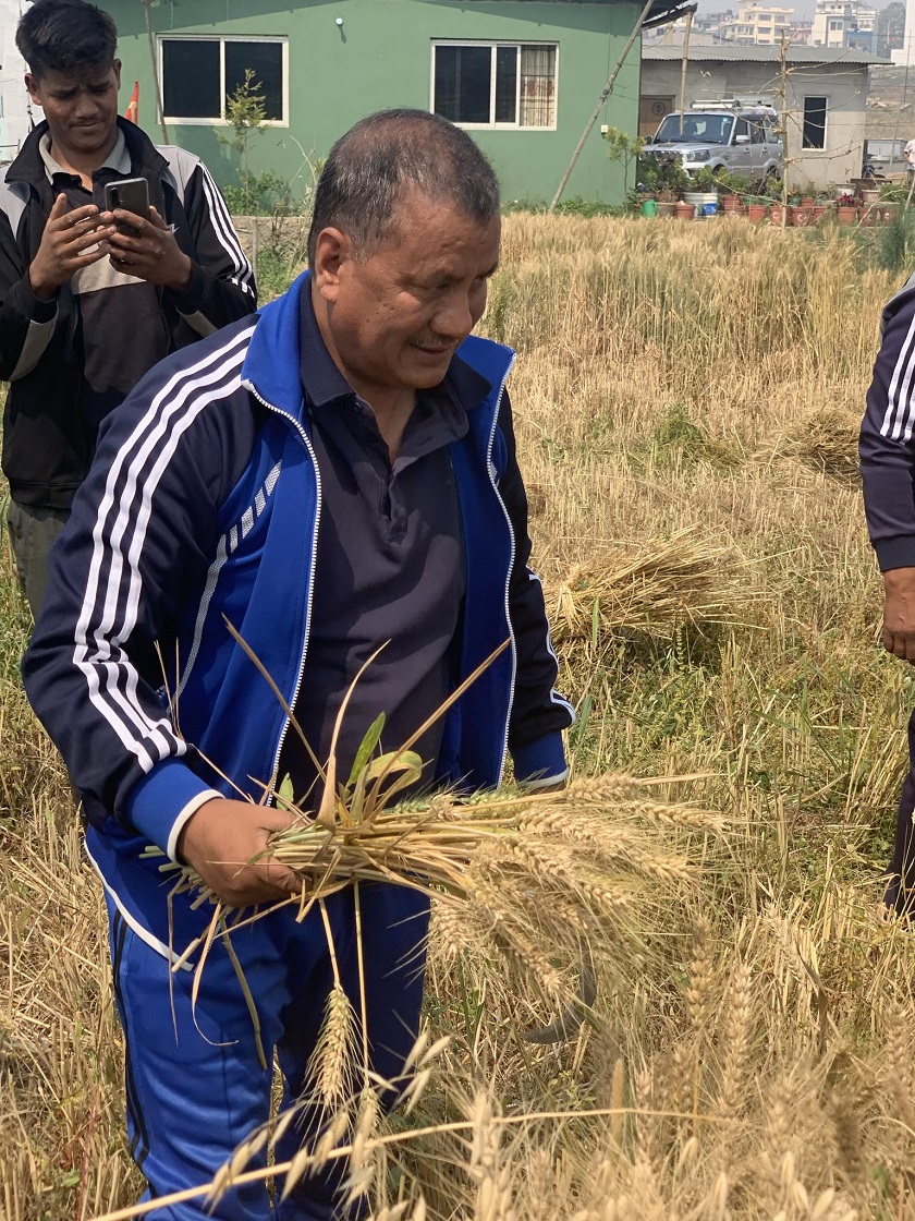 श्रमिक दिवसमा विप्लव पुगे ललितपुर हरिसिद्धीमा गहुँ काट्न