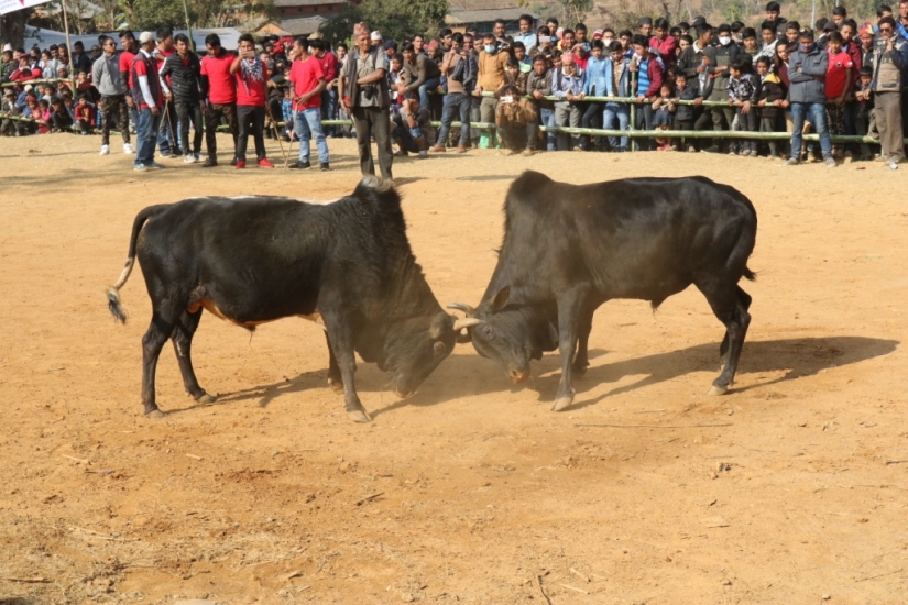 माघे सङ्क्रान्तिमा धादिङको धुवाँकोटमा गोरु जुधाई प्रतियोगिता हुने