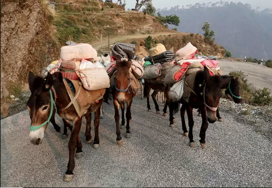 कर्णालीमा दश हजार क्वीन्टल भन्दा बढी सहुलियतको खाद्यान्न बिक्री