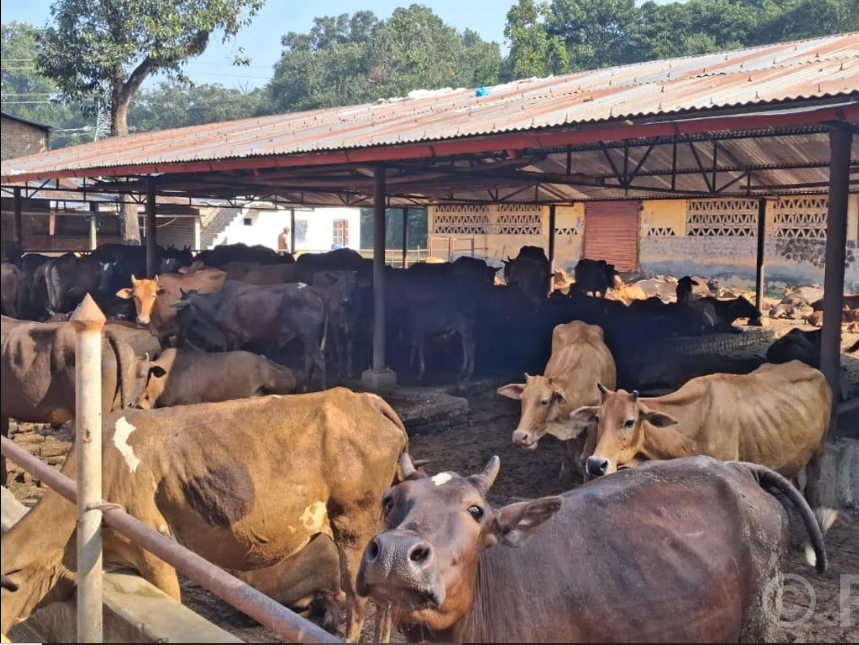 स्थानीय जातका गाई संरक्षण गर्न एक करोडको कोष