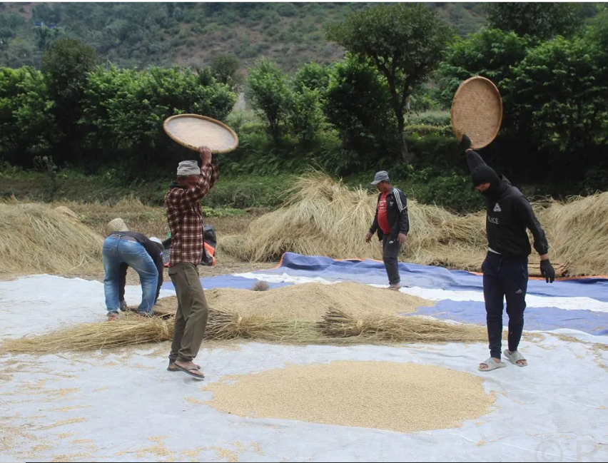 ‘गौरिया’ चामलको माग बढ्दो, खेती घट्दो