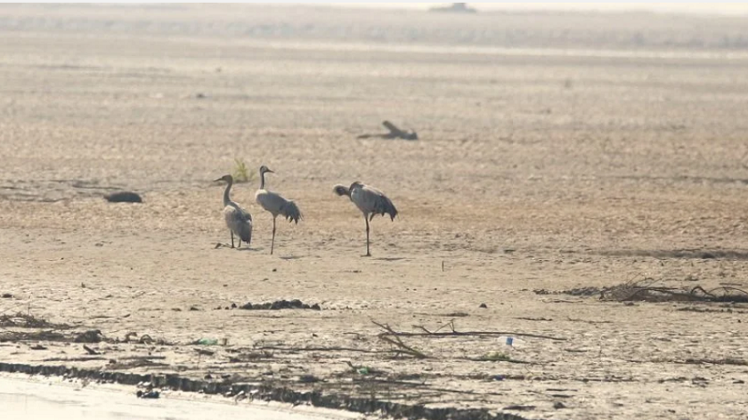 कर्णाली नदी क्षेत्रमा आइपुगे लक्ष्मण सारस