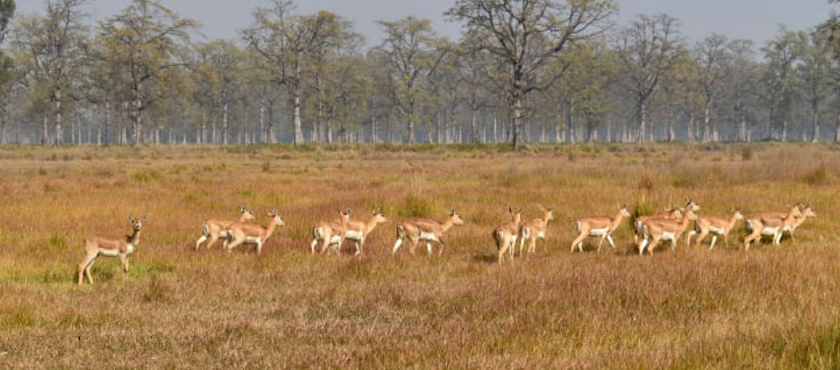 कृष्णसारको आहाराका लागि संरक्षण क्षेत्रभित्रै मौसमी खेती