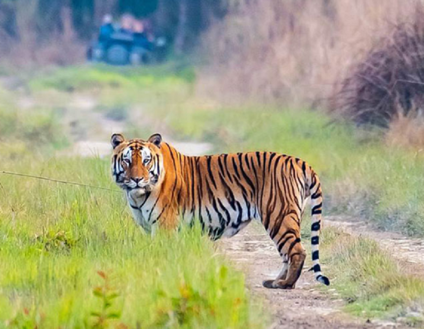 बाँके राष्ट्रिय निकुञ्जमा देखिन थाले पाटे बाघ