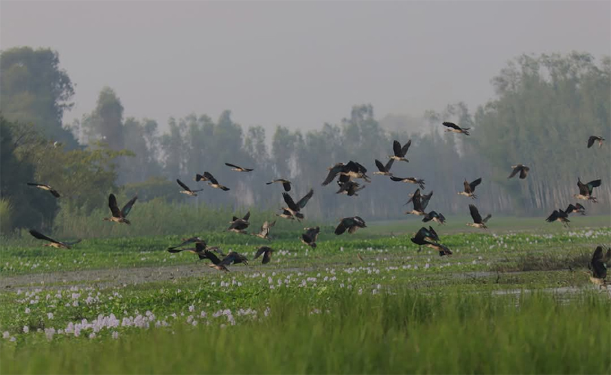 तालतलैयामा आगन्तुक चराको चहलपहल, जलपन्छी गणना सुरु