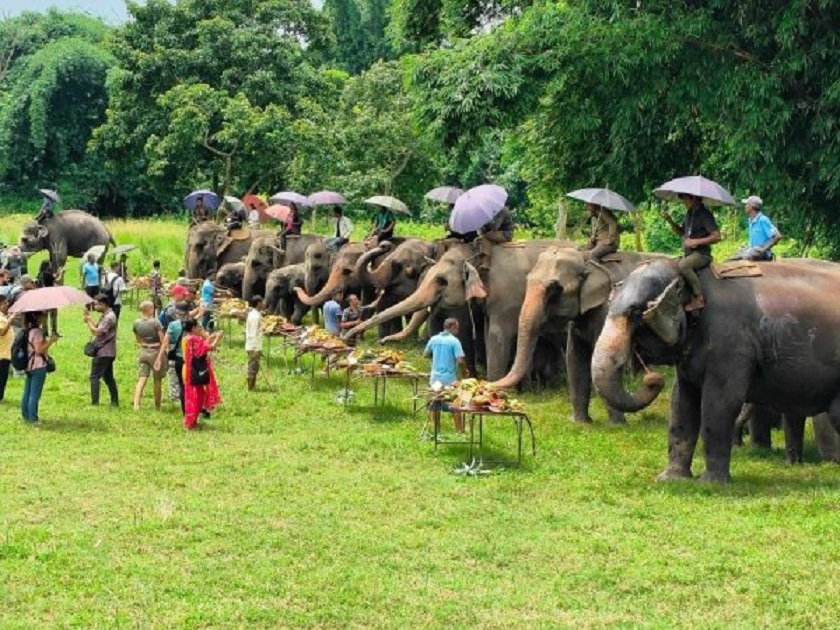 वनभोजमा रमाए सौराहाका हात्ती