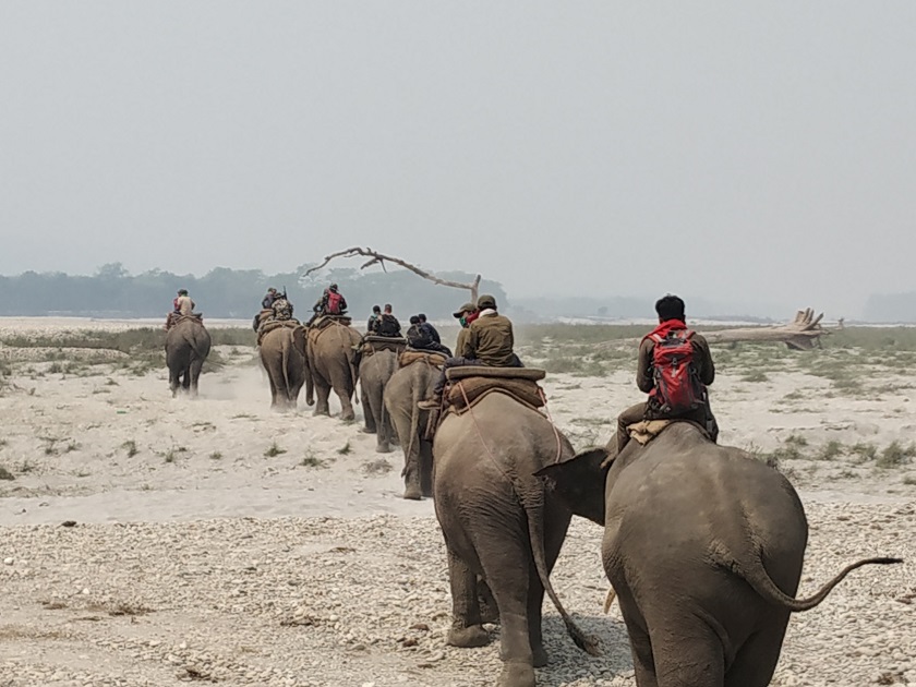 चितवनमा निजी हात्ती दर्ता सुरु हुँदै