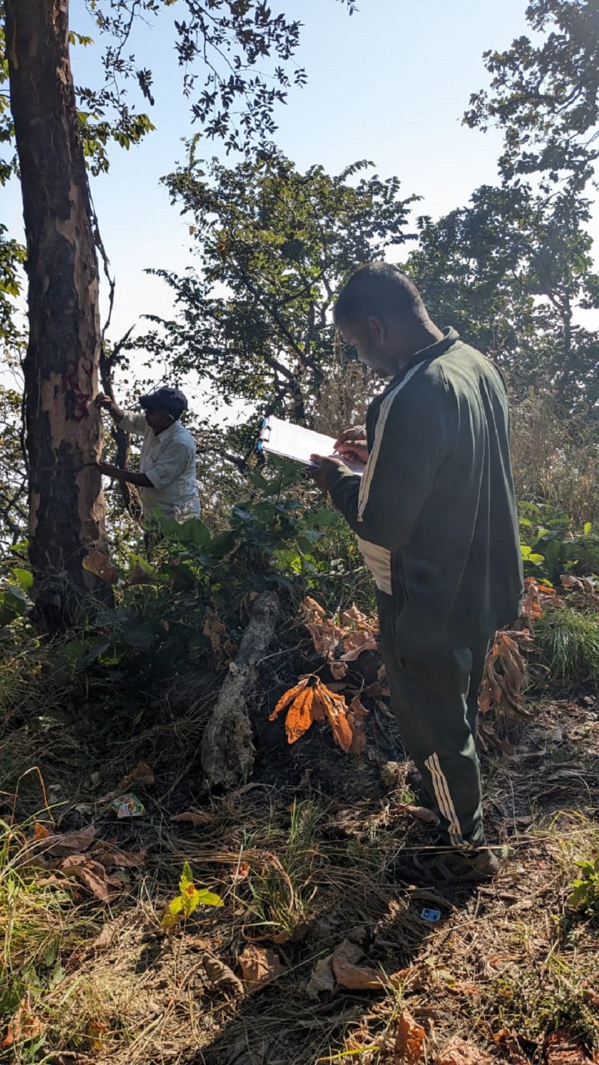 एमसीएले गर्‍यो विद्युत् प्रसारण आयोजनाका क्रममा हटाउनुपर्ने रुखको गणना