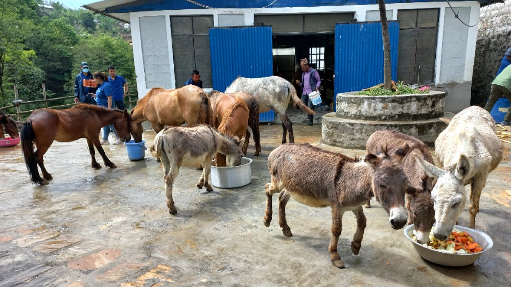 विश्व गधा दिवस मनाइँदै