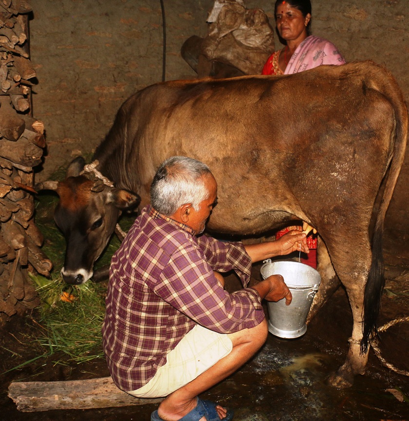 गाईले नब्याउँदै दूध दिन थालेपछि सबै दङ्ग