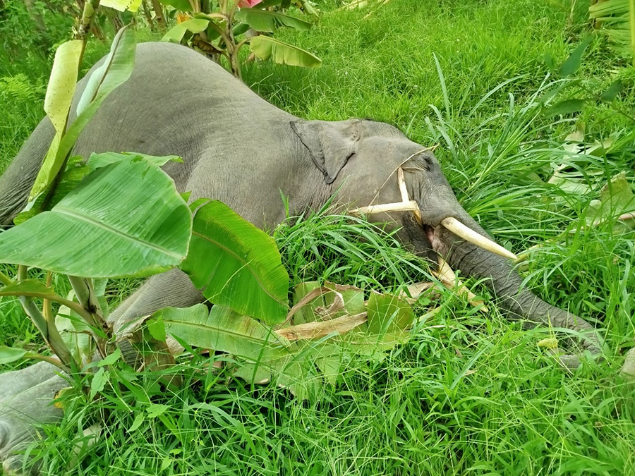 मोरङमा हात्तीको छावा मृत भेटियो