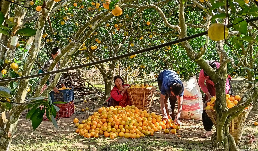 जुनार बेचेरै काठमाडौंमा घर-घडेरी