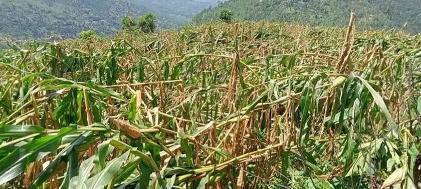 जाजरकोटमा हावाहुरीले घोगा लाग्न थालेका मकैमा क्षति, किसान चिन्तित