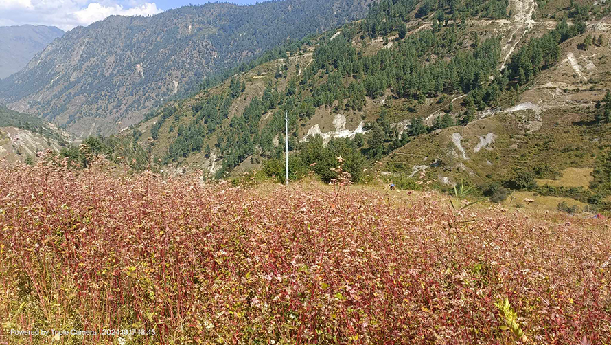 लोप हुँदै मिठेफापर, संरक्षणमा छैन कसैको चासो