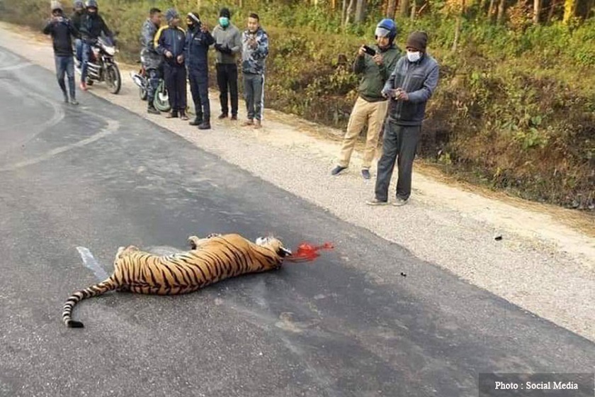 बारामा कारको ठक्करबाट पाटेबाघको मृत्यु