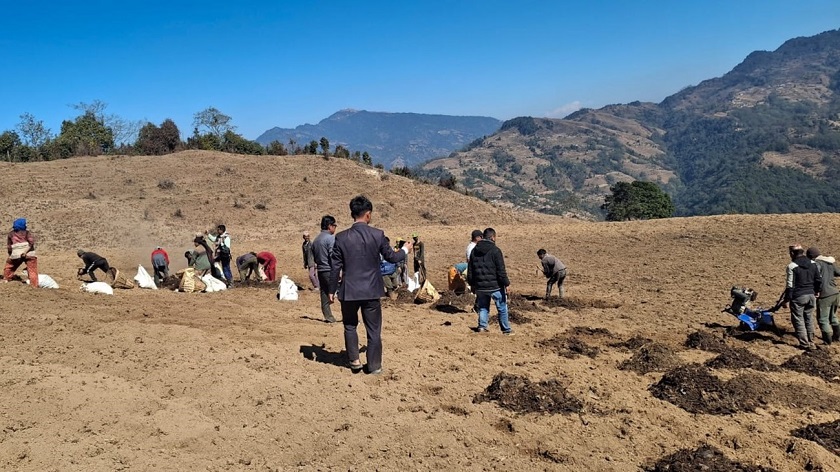 बाँझो जग्गामा सामूहिक आलुखेती