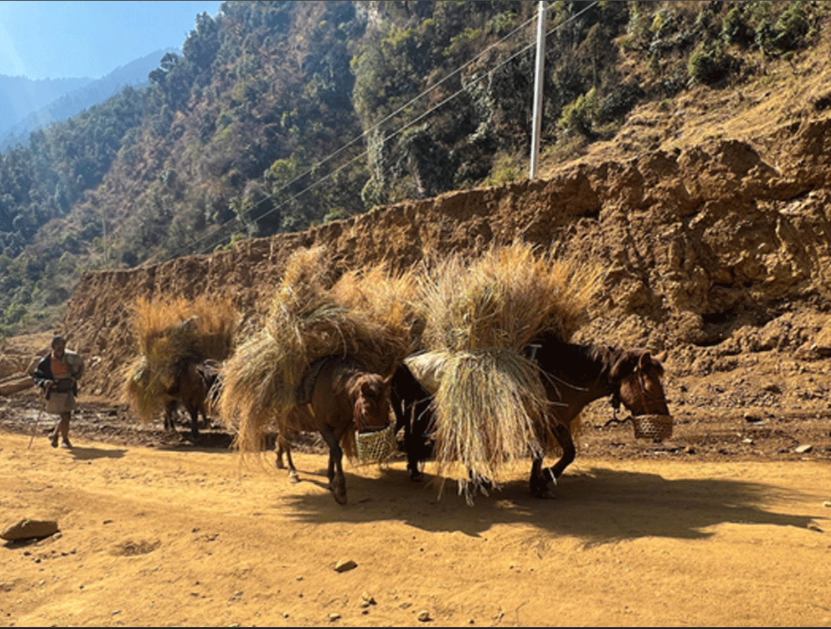 गाउँमा मोटर गुड्न थालेपछि घाँस र मल बोक्छन् खच्चड