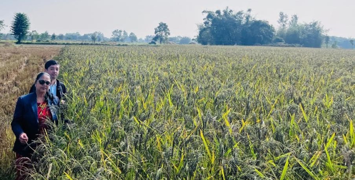 शिवसताक्षीका ४ वटा वडा नुनिया धानको पकेट क्षेत्र घोषित