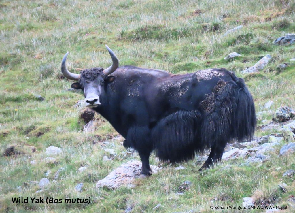 शे-फोक्सुन्डो राष्ट्रिय निकुञ्जमा भेटियो दुर्लभ जङ्गली याक