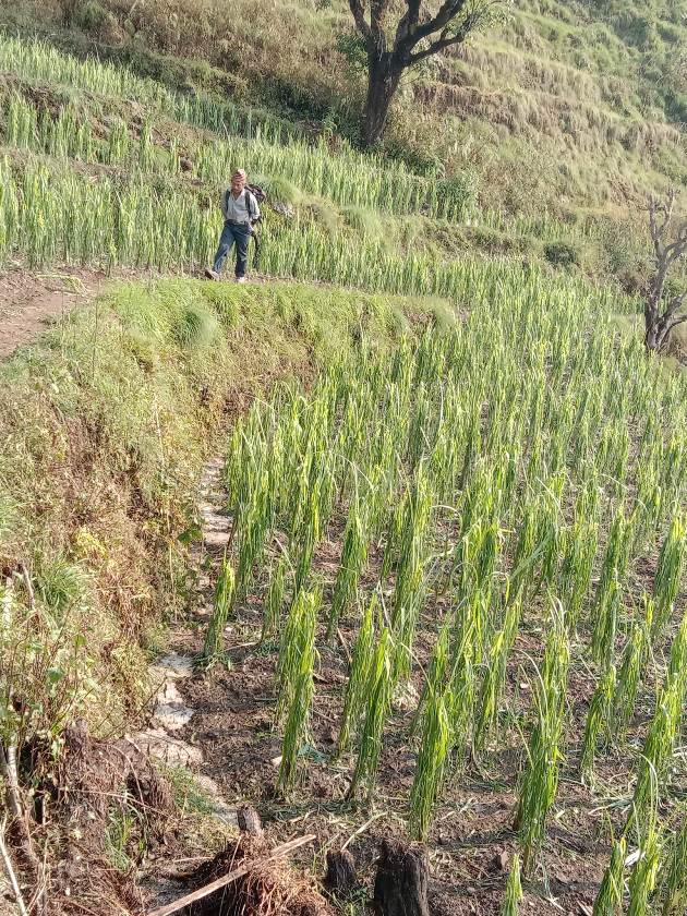 असिनाले बालीनालीमा क्षति