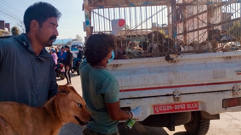 रेबिज रोकथाम गर्न बन्ध्याकरण र खोप अभियान