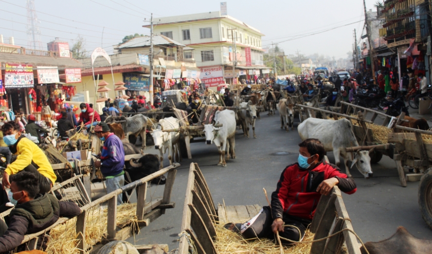 बयलगाडा लोप हुने अवस्थामा