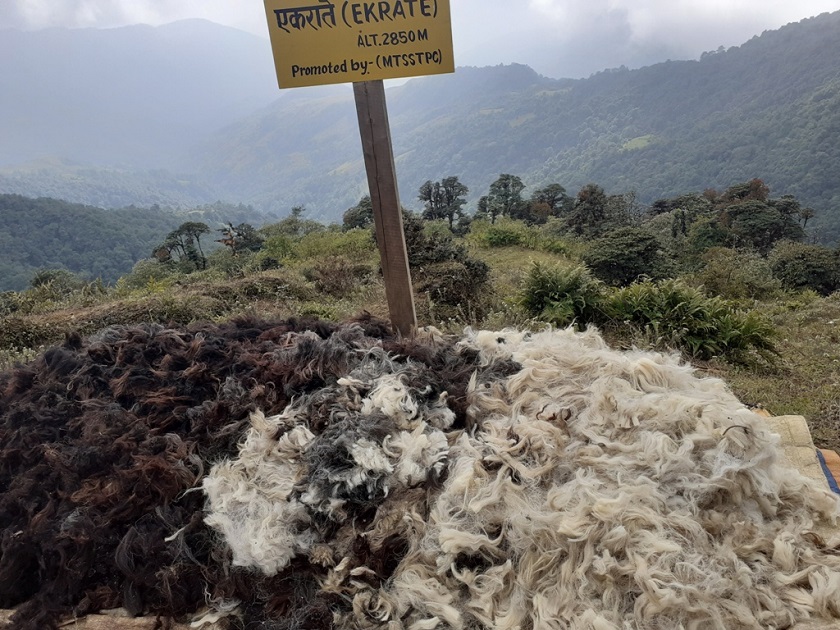 बिक्दैन भेडाको ऊनः भोजपुरका व्यावसायिक किसान मर्कामा