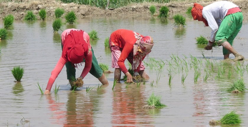 चैतेधान रोपाइँमा व्यस्त धादिङका किसान