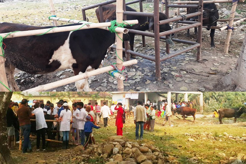 पशु स्वास्थ्य शिविरसँगै क्षयरोग जनचेतना कार्यक्रम