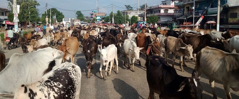 दुर्घटना न्यूनीकरण गर्न छाडा चौपायाका घाँटीमा ‘रिफ्लेक्टर’