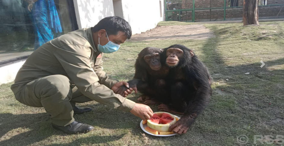 सदर चिडियाखानामा चिम्पान्जीको घर बन्यो