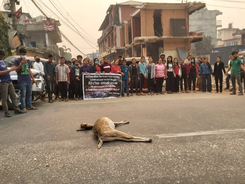 क्याम्पसभित्रै मृत चित्तल भेटियो, विद्यार्थीले गरे सडक अवरुद्ध