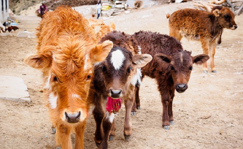 गाईबाच्छा संरक्षणका लागि देउसीभैलो, २ लाख ४४ हजार रुपैयाँ संकलन