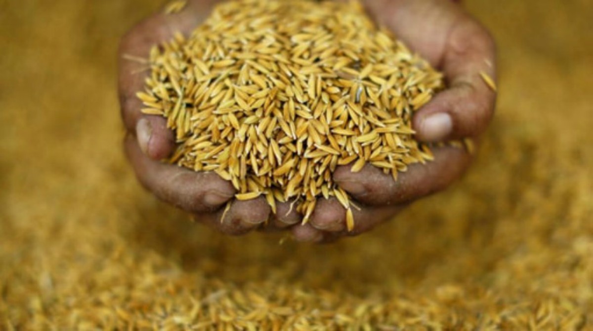 दाङका किसानले पाएनन् धानको समर्थन मूल्य