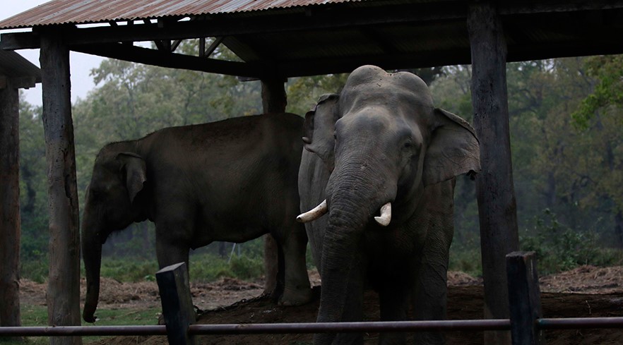 मकुना र रोनाल्डोले पोथी हात्ती खोज्दै बस्तीमा आएपछि निजीलाई एकीकृत गर्न माग