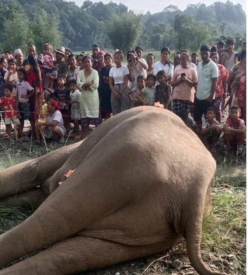 खोला किनारमा मत्ता हात्ती मृत भेटियो