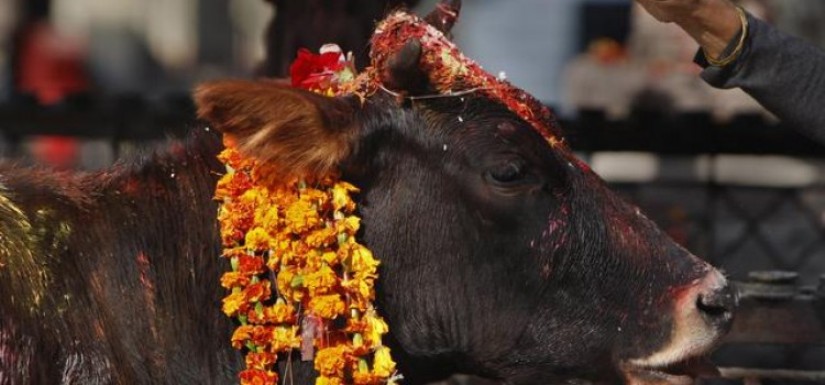 आज गाई, गोरु र कृषक पूजा