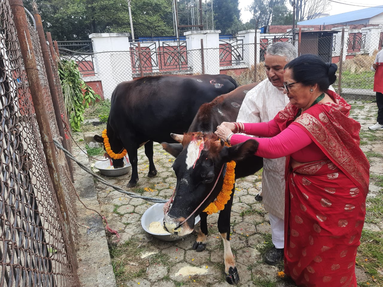 राष्ट्रपतिले गरे गाई पूजा