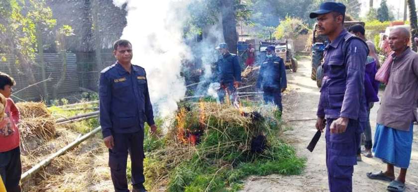 प्रहरीले नष्ट गर्‍यो पाँच हजार गाँजाका बोट