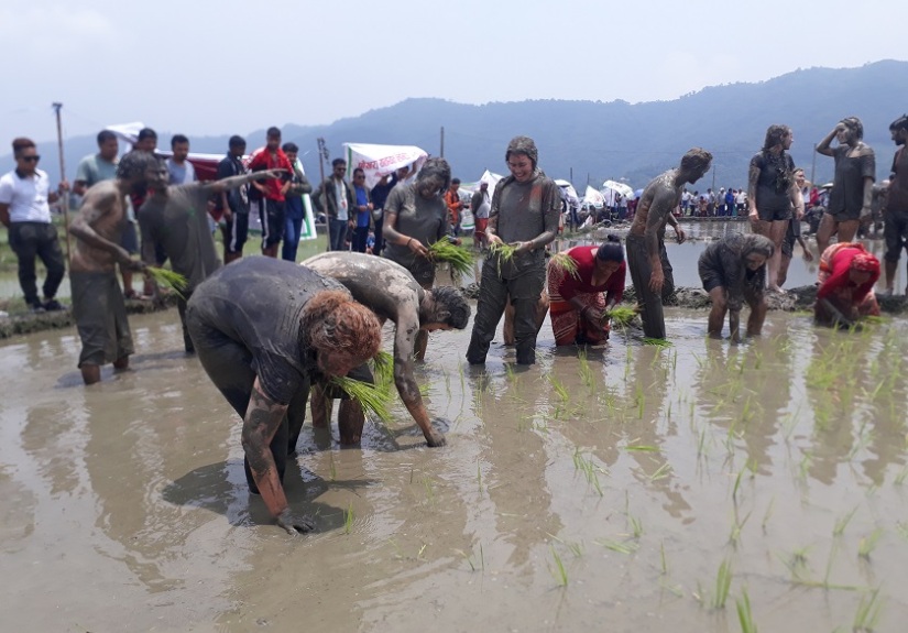 पोखरामा हिलो खेलेर विदेशी पर्यटकले पनि मनाए धान दिवस (फोटोफिचर)