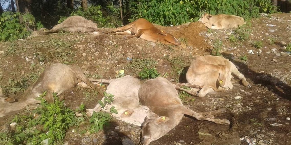 बाँकेबाट सुर्खेतमा लैजाने क्रममा गाई मरेको घटनाको स्थलगत अध्ययन गर्न समिति गठन