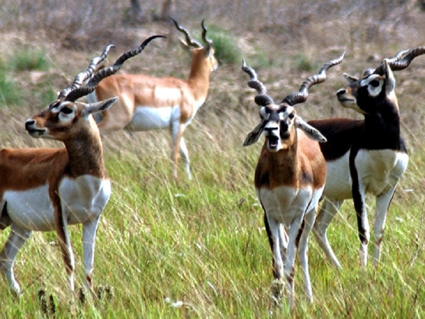 संरक्षित कृष्णसारको सङ्ख्या बढ्दै