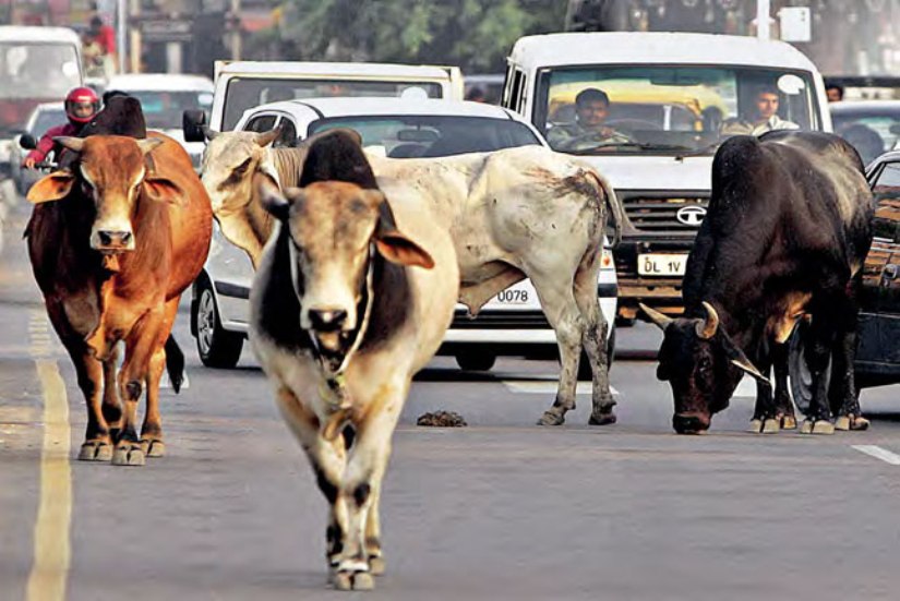 तुलसीपुर बजारमा छाडा चौपायाको बिगबिगी