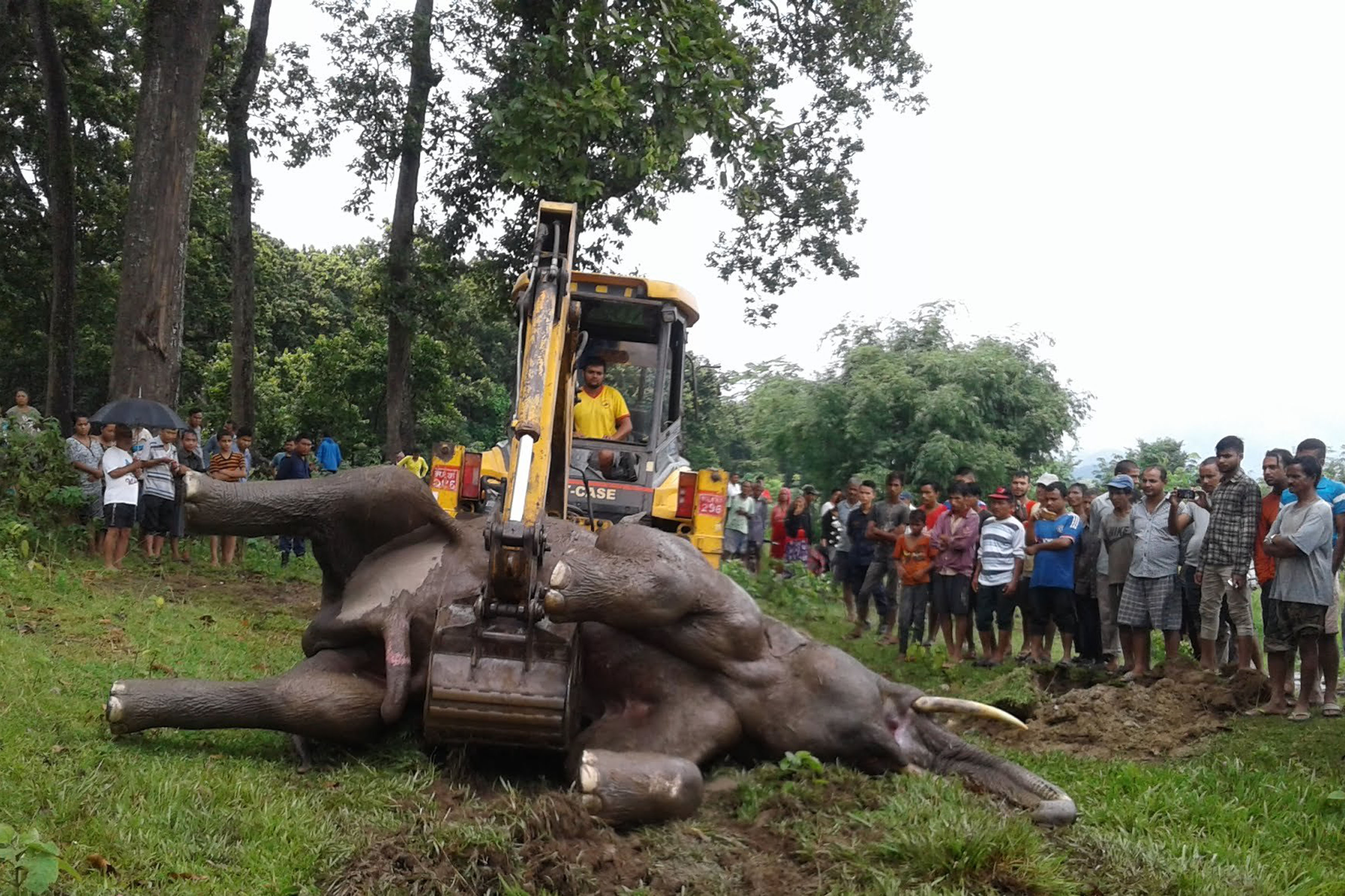 भद्रपुरमा जङ्गली हात्ती  धानखेतमा मृत फेला