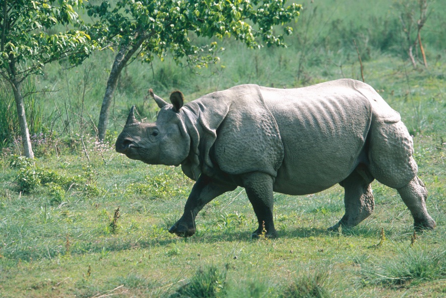 एकसिङ्गे गैँडा मर्ने क्रम बढेपछि घाँसेमैदान व्यवस्थापनमा जोड