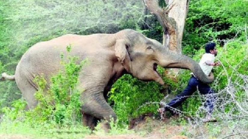 मानव–वन्यजन्तु द्वन्द्व : ९ महिनामा १० व्यक्तिको मृत्यु