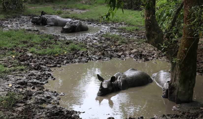 आहाल खेल्दै एकसिङ्गे गैँडा