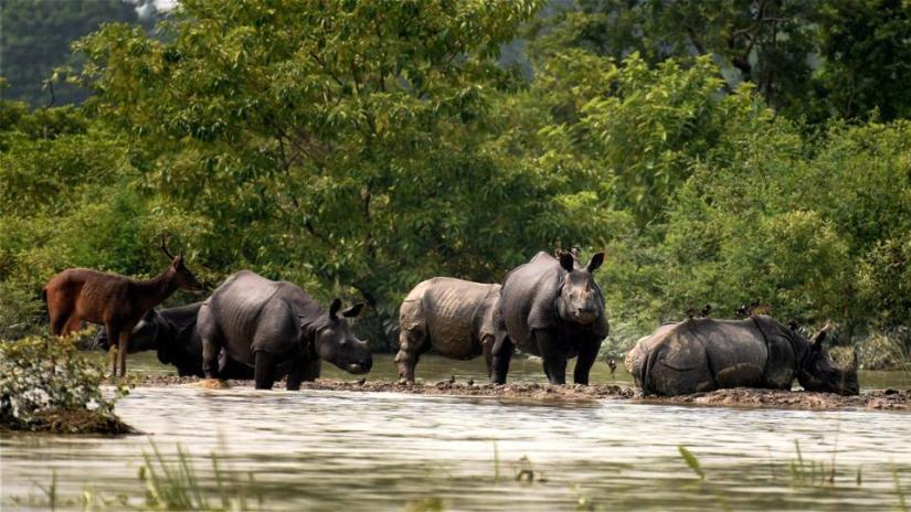 जिप सफारीका क्रममा एकै ठाउँमा भेटिए सात गैंँडा (फोटोफिचर)